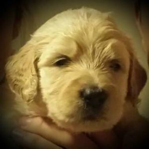 Meet your Posher, Sue